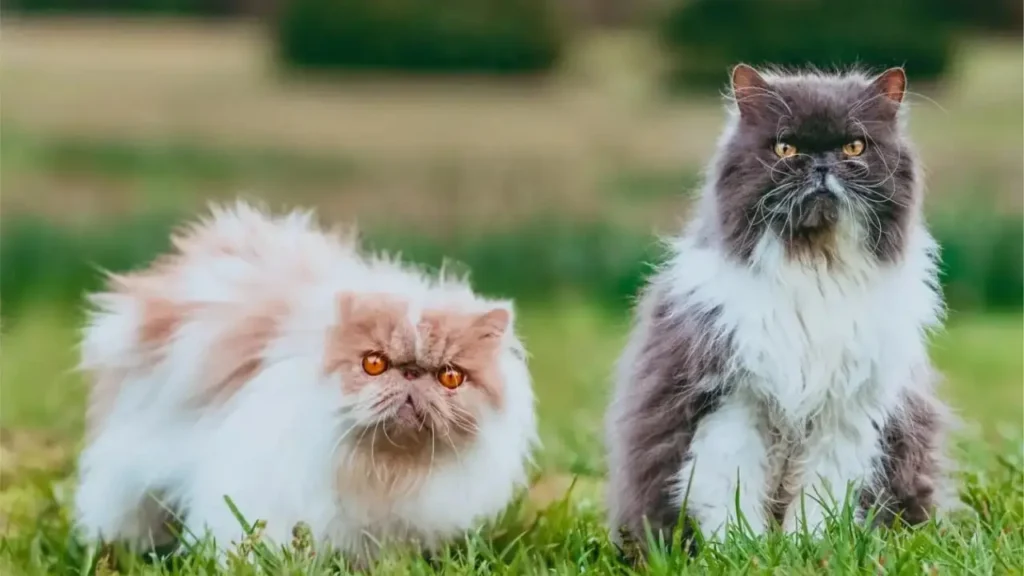 funny cat
