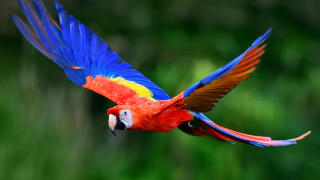 flying macaw