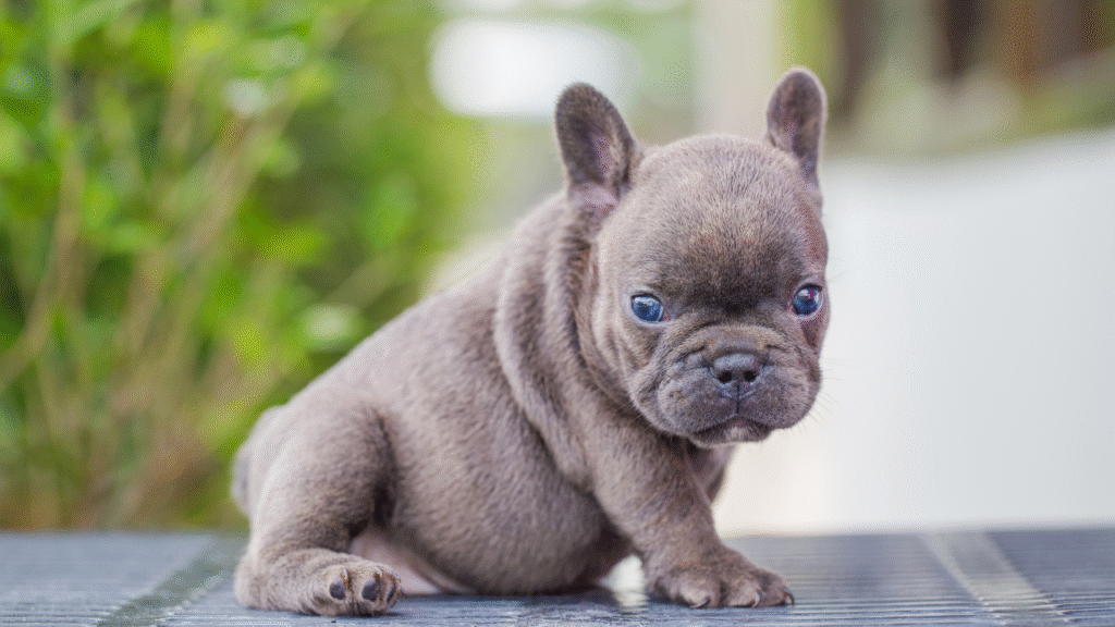 baby bulldog
