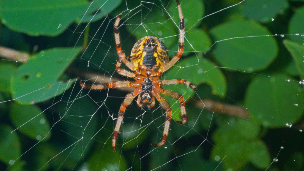 halloween spider