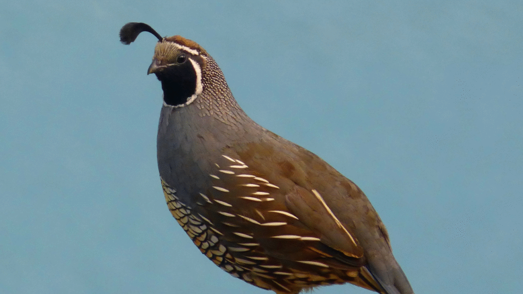 quail