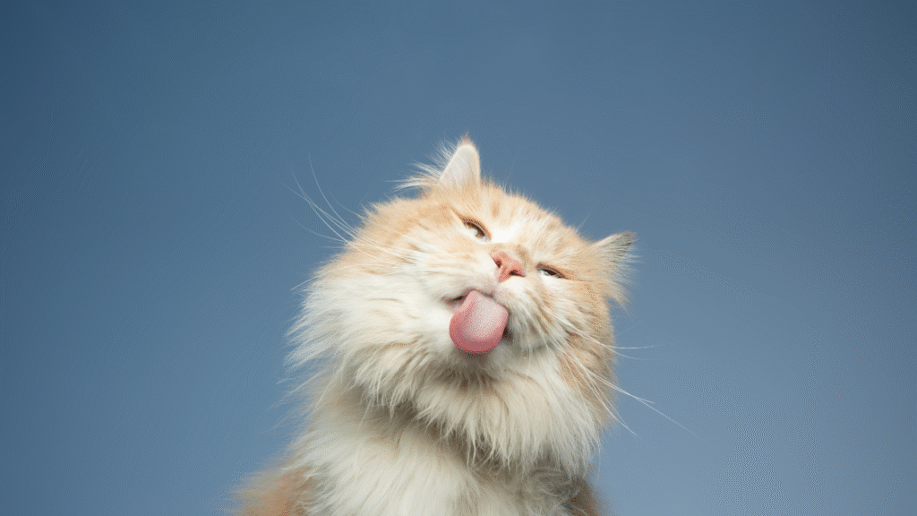 funny cats