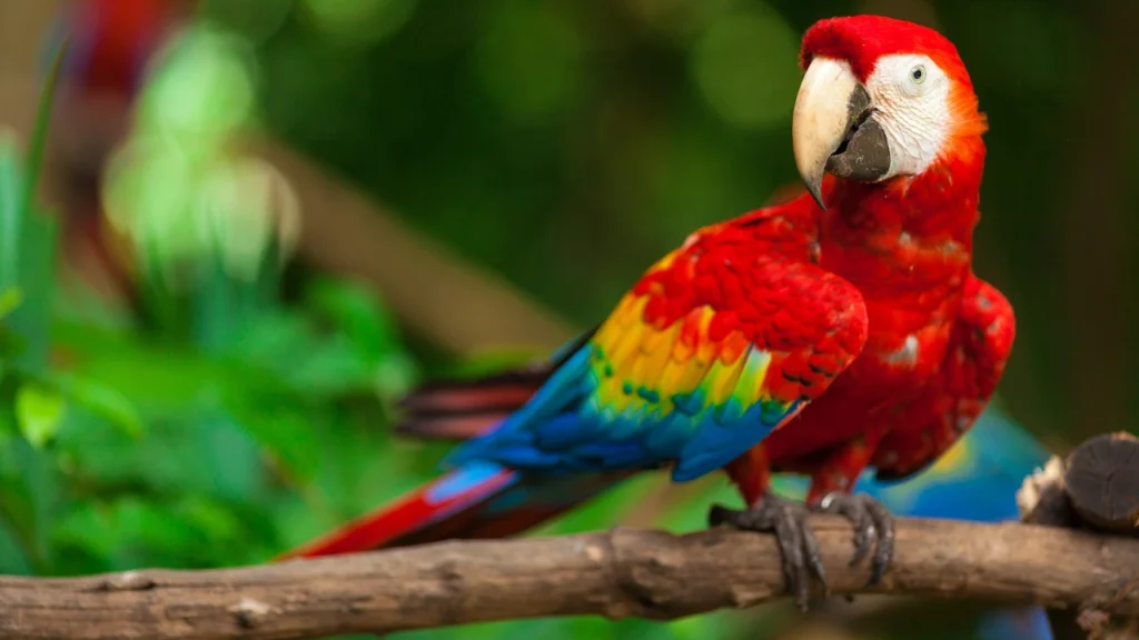 red macaw
