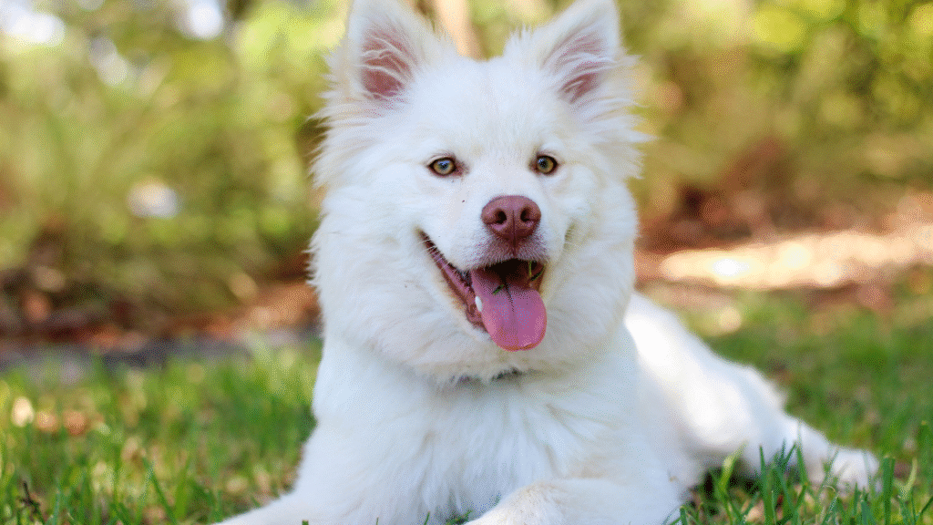 white dog