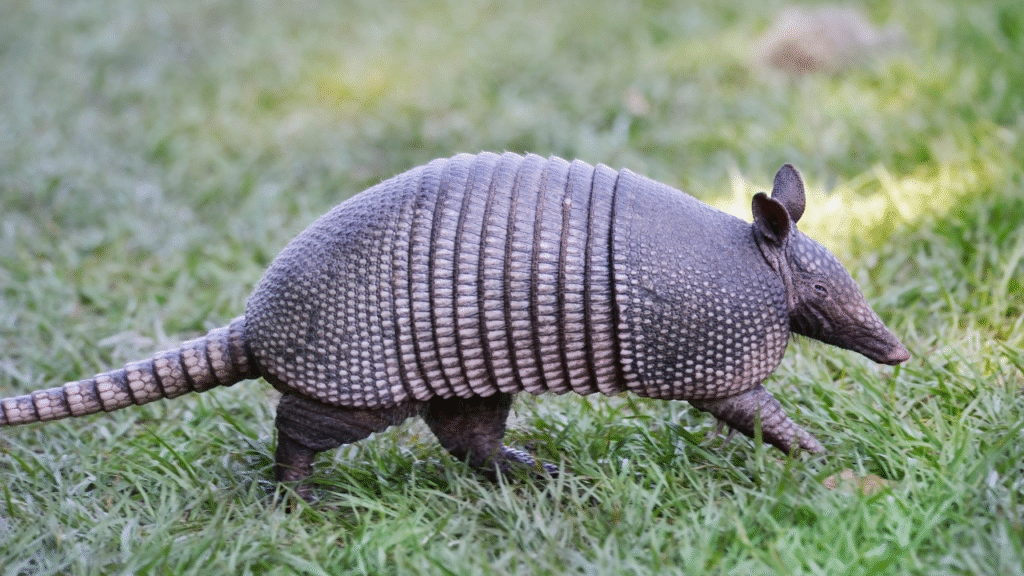walking armadillo