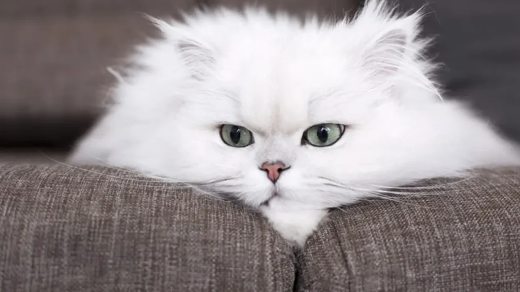 white cat