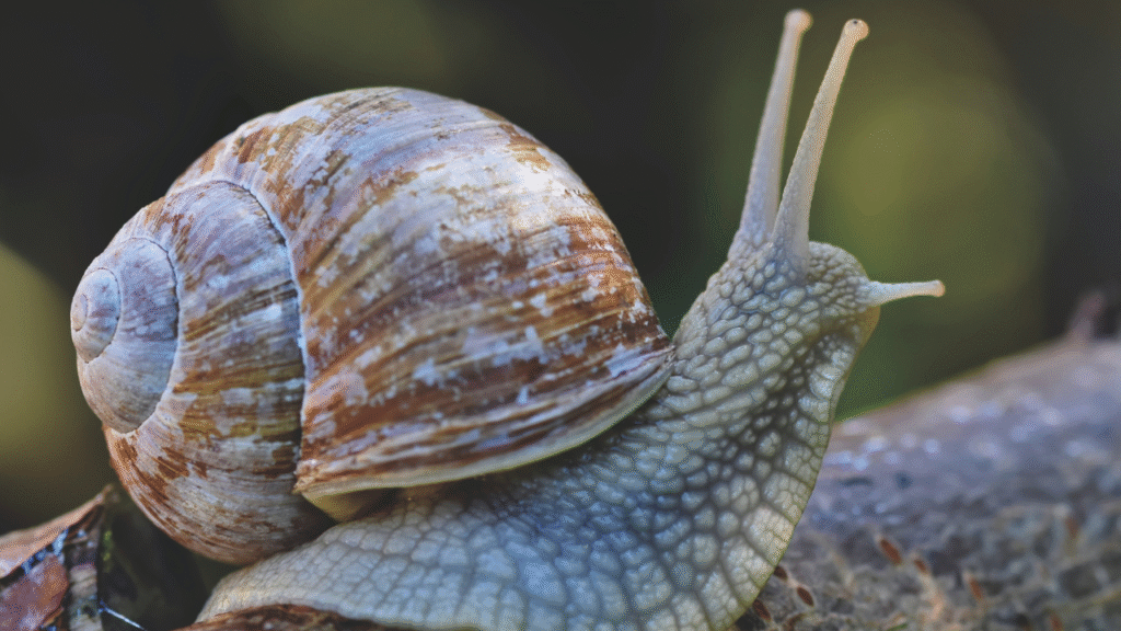 pet snail