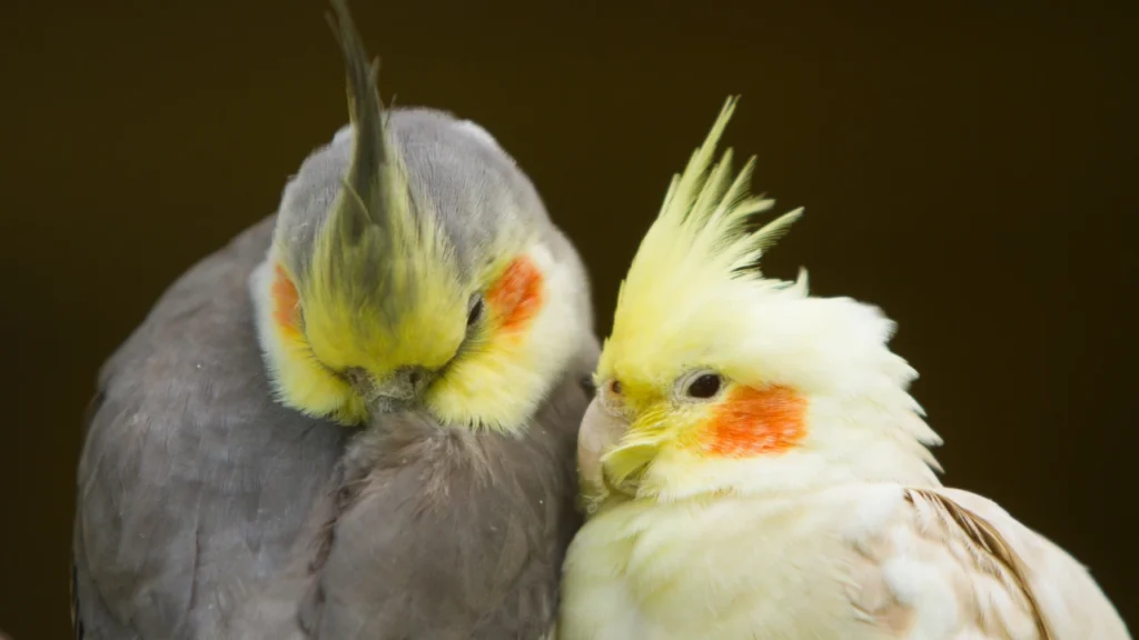 couple cockatiel