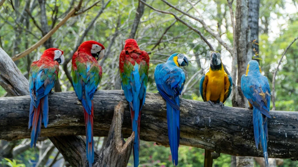 group of macaw