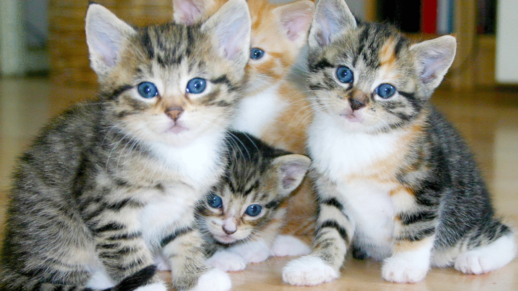 kittens