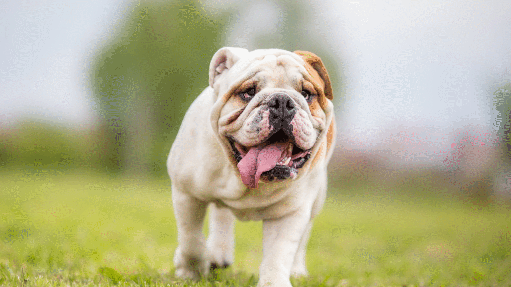 happy bulldog