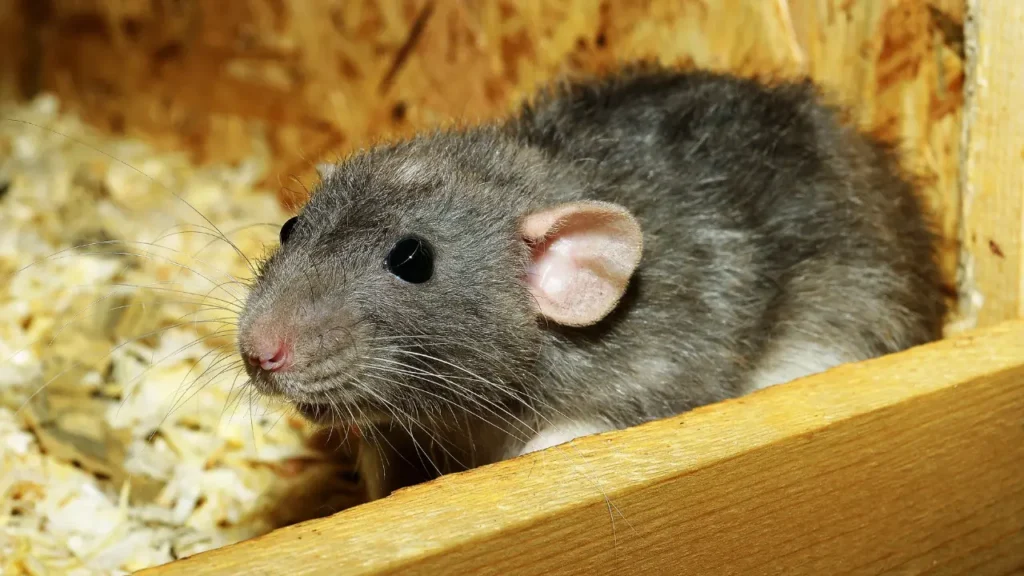 cute rat