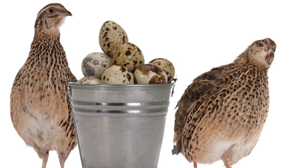 quail and their eggs