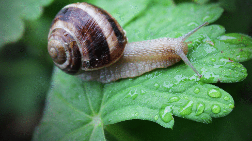 funny snail