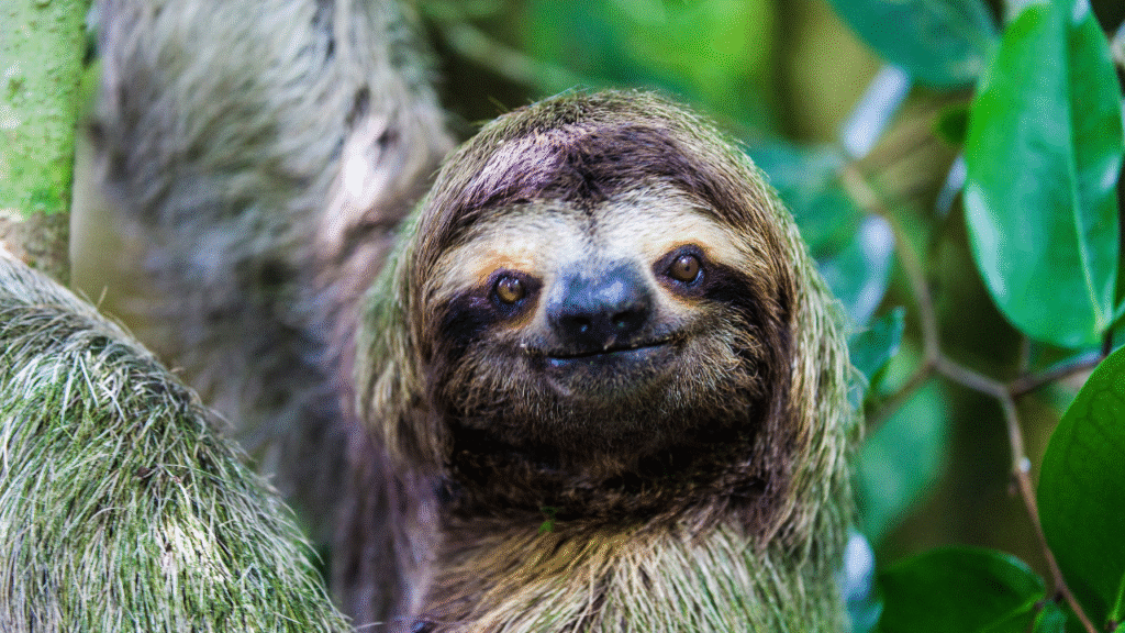 cool sloth