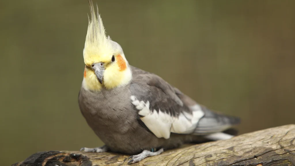 grey cockatiel