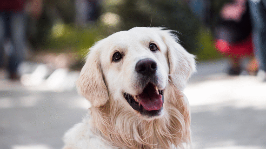 cute dog