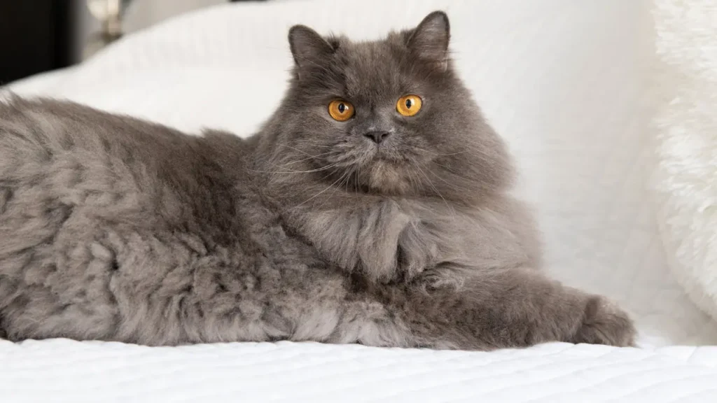 grey cat