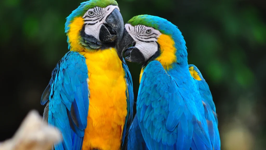 macaw pairs