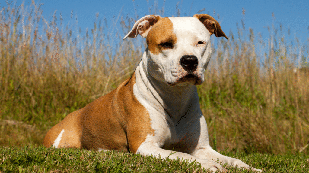 boy bulldog