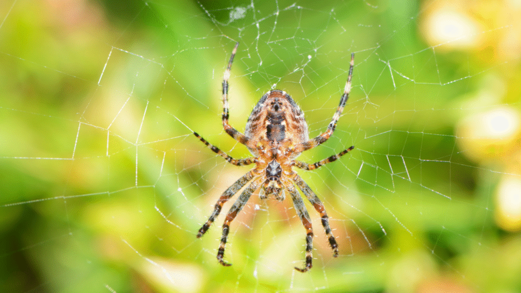 web spider