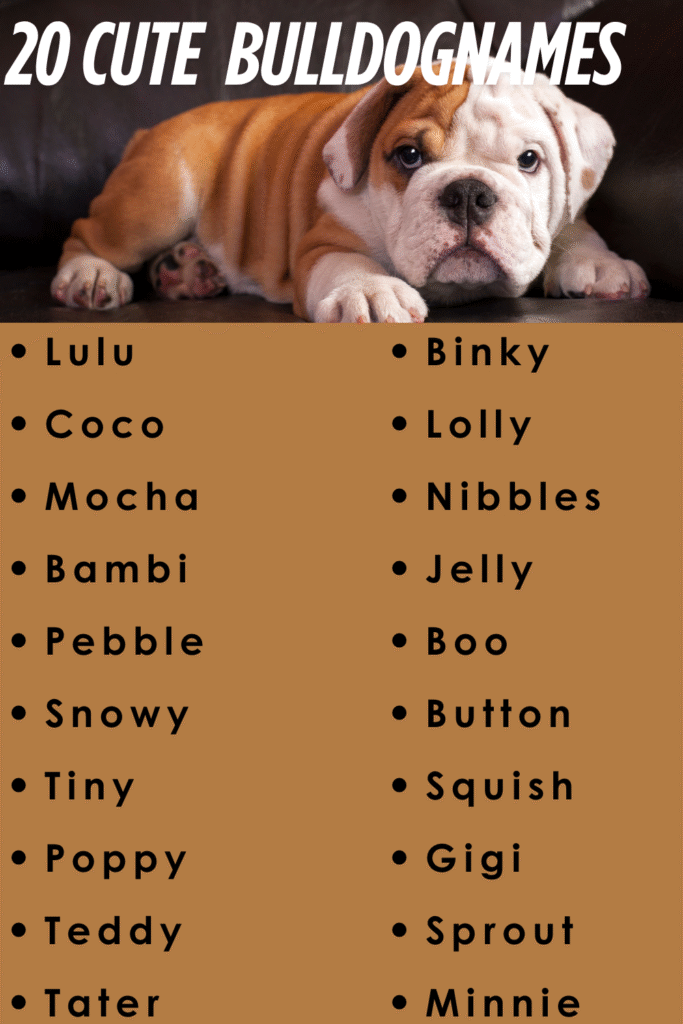 cute bulldog names