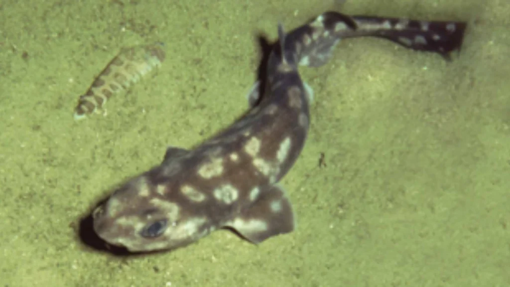 small shark