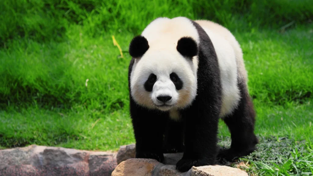 standing panda