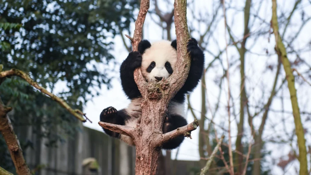 panda climbing