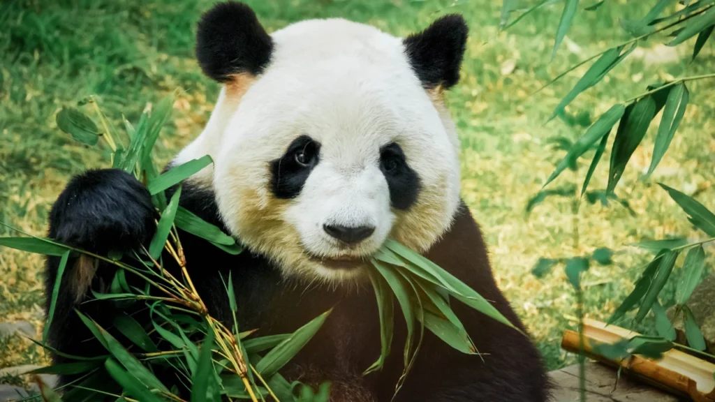 eating panda
