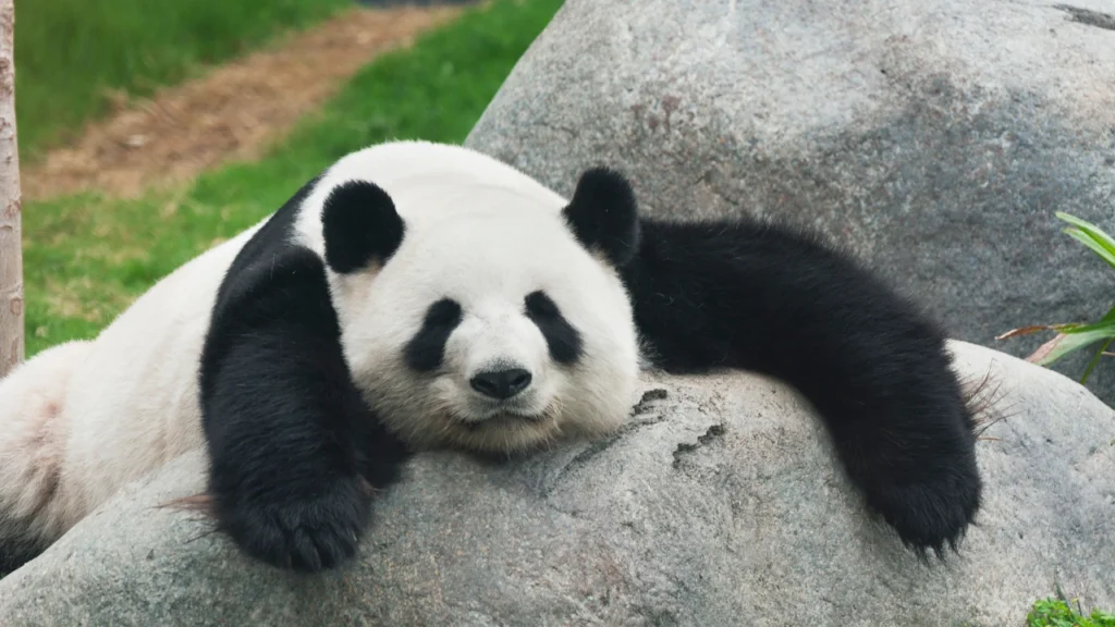 lazy panda