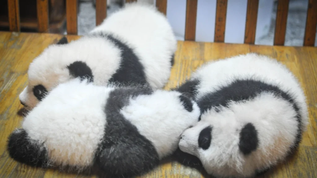babies panda