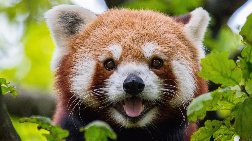 red panda