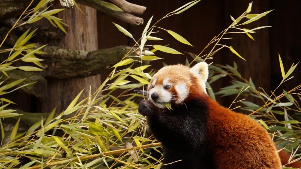 red panda eating