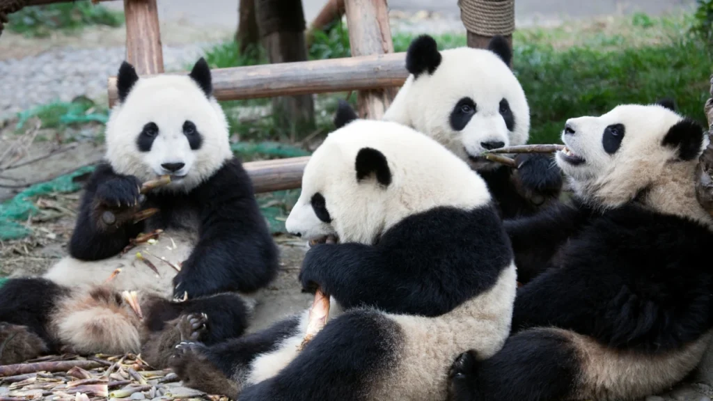 pandas eating