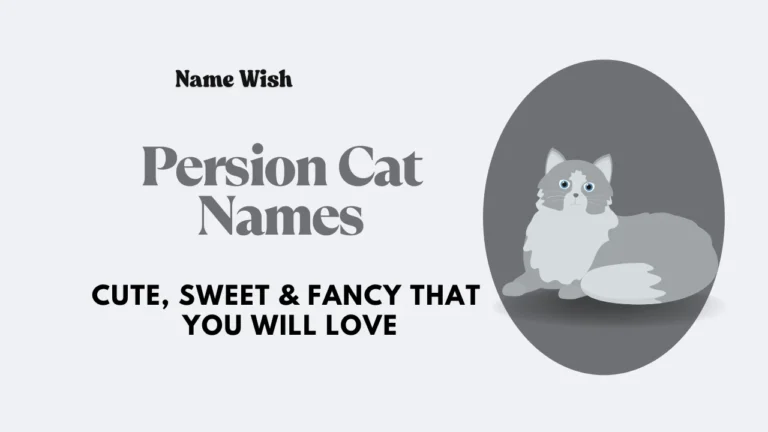 persion cat names