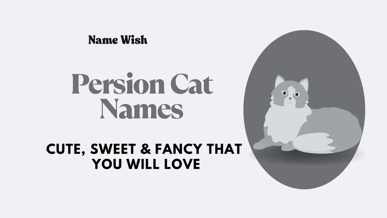 persion cat names