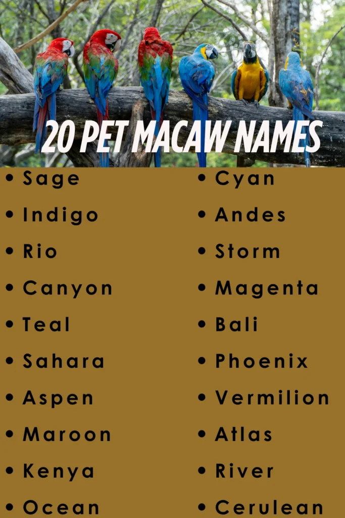 pet macaw names
