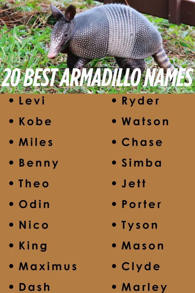 best armadilla names