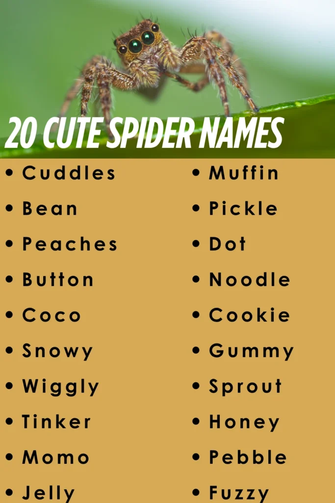 cute spider names