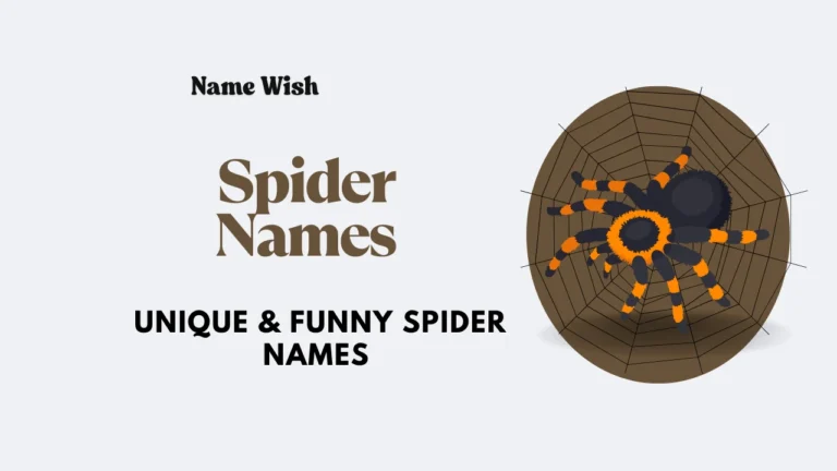 spider names