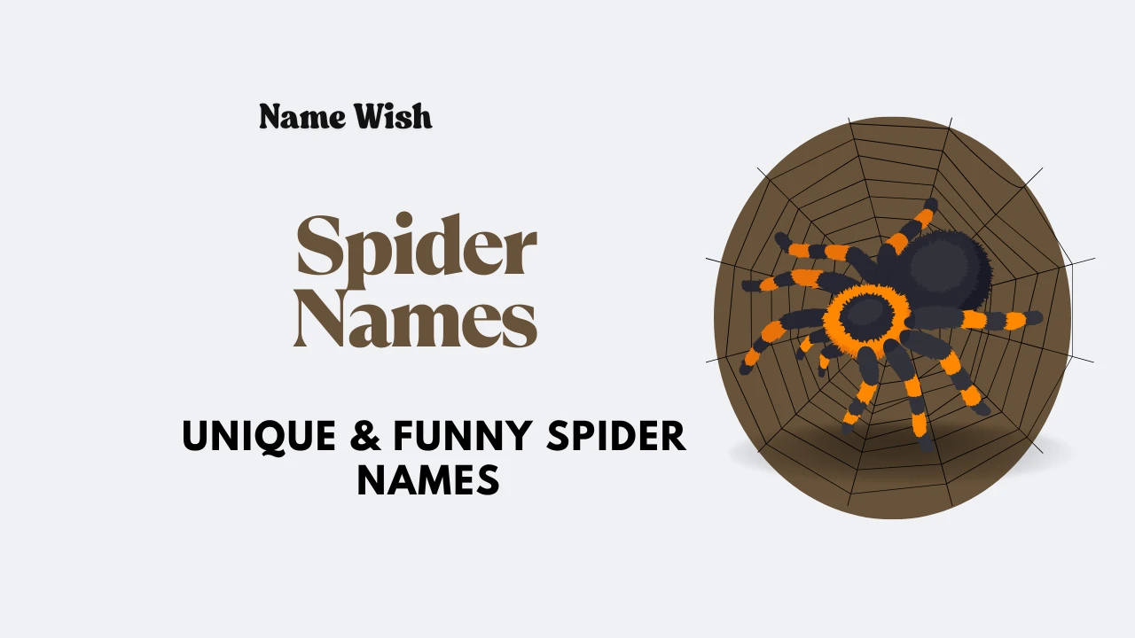 spider names