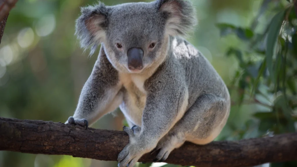 koala on tree