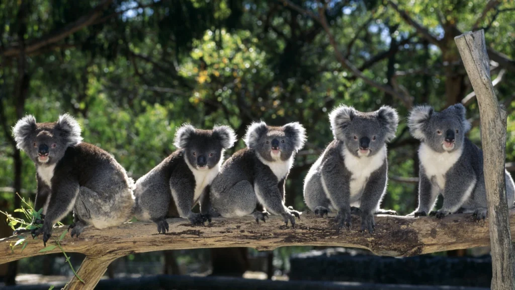 group of koala