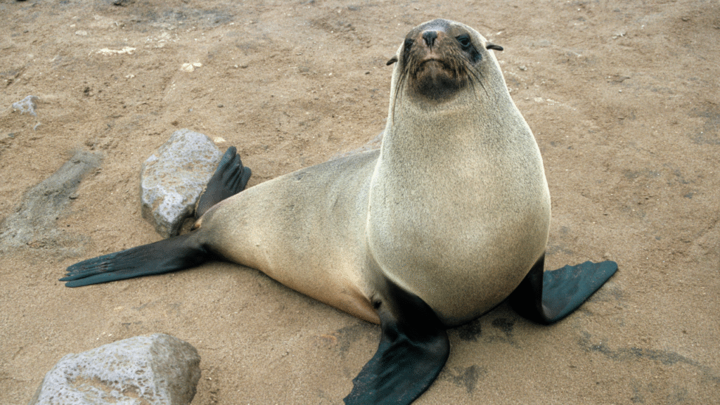 navy seal