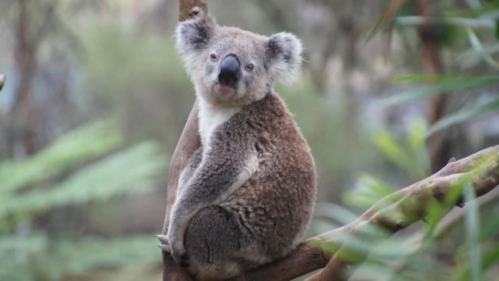 koala sitting on tree