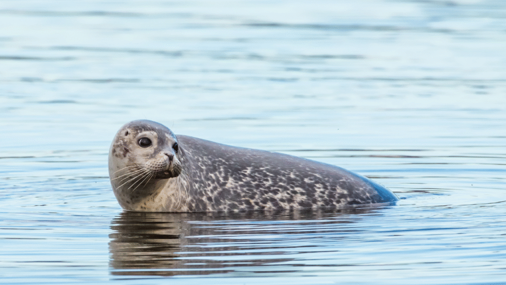 seal in sea