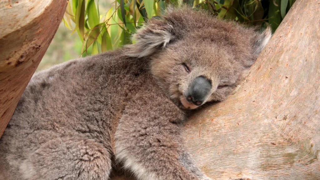 sleeping koala