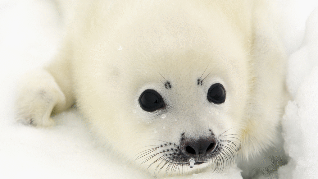 cute seal