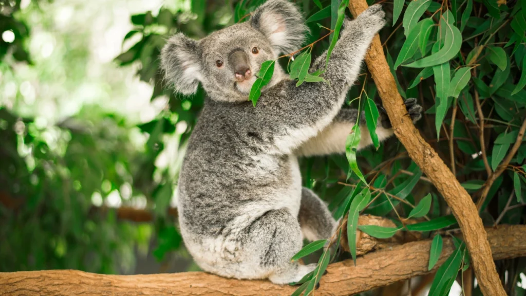 happy koala